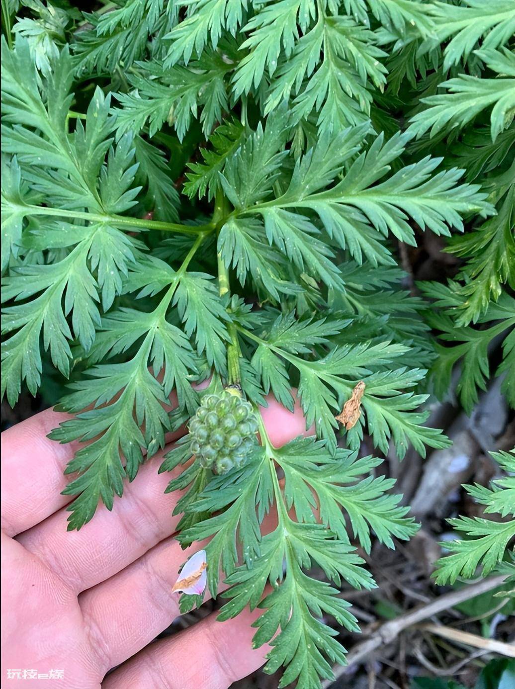 冰凌花是什么花(冰凌花是一种什么植物吗)-图片4